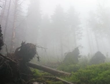 Ακόμα τρέμουν... Το στοιχειωμένο δάσος και οι κραυγές που παραπέμπουν σε ταινία θρίλερ (βίντεο)